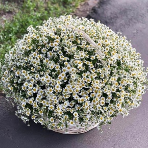 Композиция в корзине из 151 ромашки в Куровском