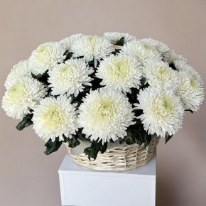 Композиция в корзине из 25 хризантем Магнум в Куровском