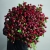 Монобукет из 75 кустовых роз Марун (70 см) в Куровском Монобукет из 75 кустовых роз Марун (70 см) в Куровском