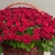 Композиция в корзине из 151 красной розы в Куровском Композиция в корзине из 151 красной розы в Куровском