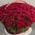 Композиция в корзине из 151 красной розы в Куровском Композиция в корзине из 151 красной розы в Куровском