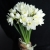 Букет из 25 нарциссов в Куровском Букет из 25 нарциссов в Куровском